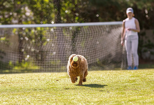 minature goldendoodle dog running across a wet soccer field