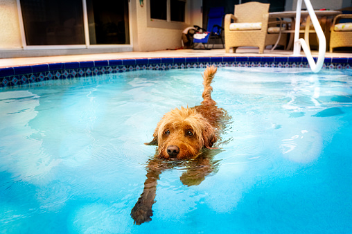 Miniature goldendoodle dog swimming in a salt water pool.