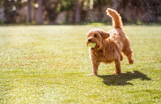 istock Miniature golden doodle running across a wet field 1423688391