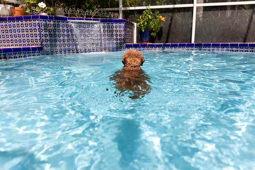 Miniature goldendoodle dog swimming in a salt water pool. photographed from behind