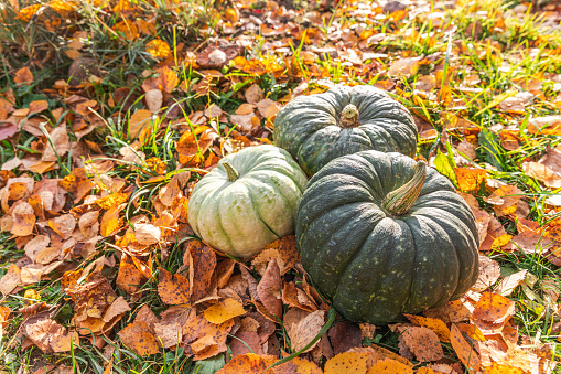 Autumnal Background. Autumn fall pumpkins on dried fall leaves garden background outdoor. October september wallpaper Change of seasons ripe organic food concept Halloween party Thanksgiving day