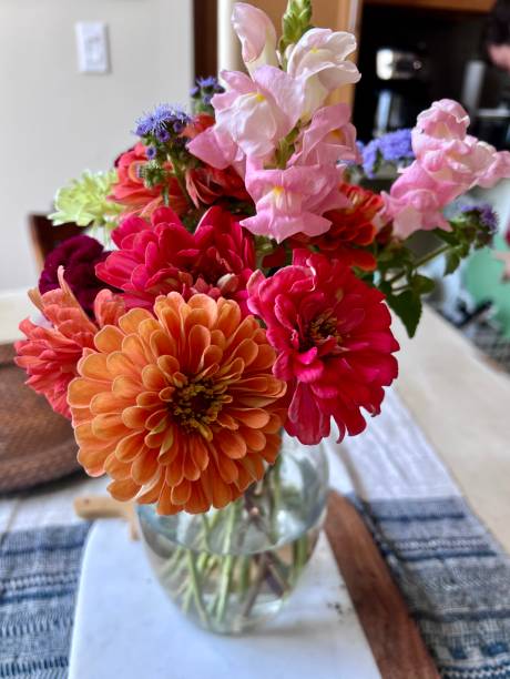 istock Summer Dahlia blooms 1423698353