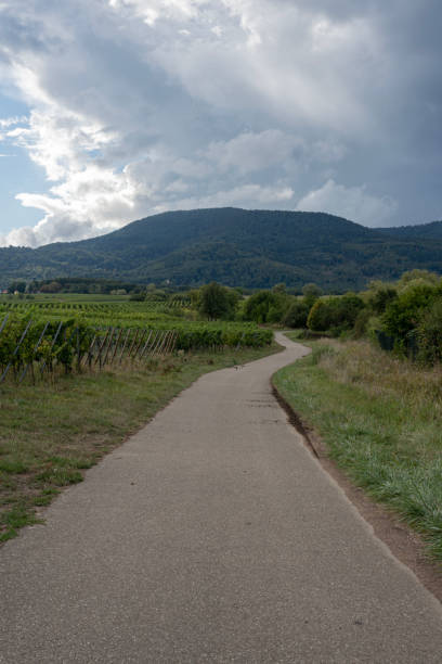 istock Goxwiller, France - 09 03 2022: Panoramic view of vine fields along the wine route at sunset 1423700016