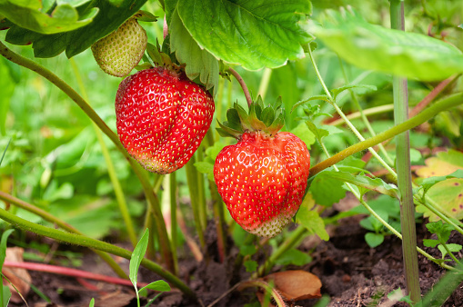 Close-up of ripening strawberries on the vine.\n\nTaken in  Watsonville, California, USA