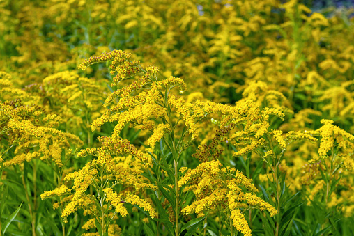 Ladys yellow bedstraw flowers on a meadow in summer, panoramic view