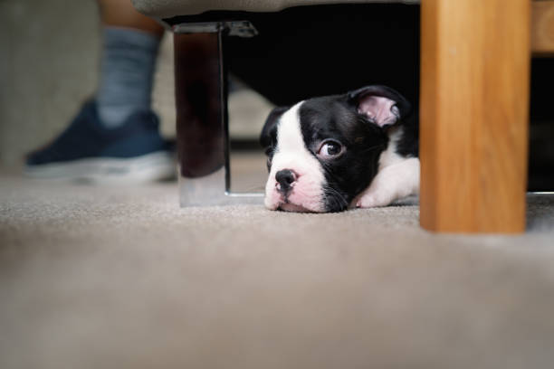 istock Boston Terrier puppy hiding and sleeping under a sofa. She is very small and cute. 1423702238