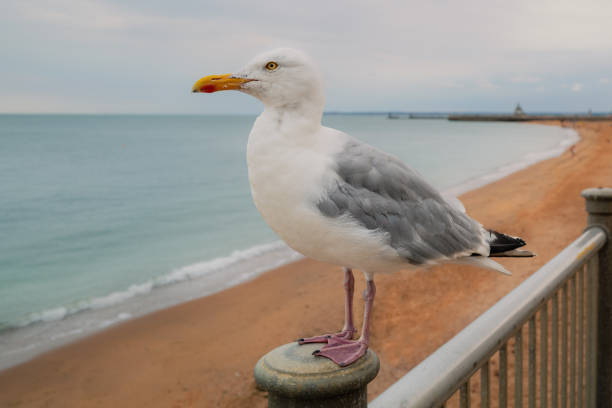 une mouette sur une barrière sur la plage de ramsgate, dans le kent. - ramsgate photos et images de collection