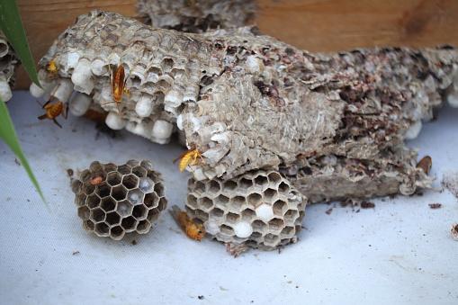 The yellow wasp's nest broke and fell down.