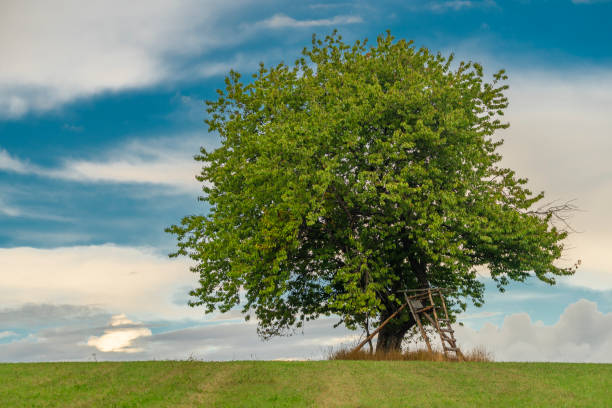 Cherry tree on summer green field in cloudy hot fresh day