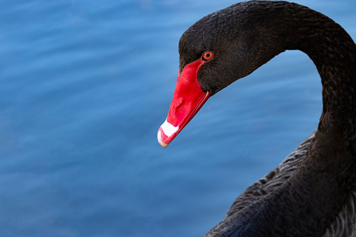 Black plumage, red beak and eye, accent the natural elegance of Australian Black Swan at Adventure Bay on Bruny Island in Tasmania, Australia