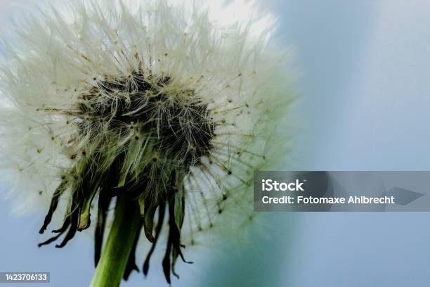 A Beautiful White Dandelion In Soft Green Grass On An Idyllic Background Of A Cloudy Autumn Day Stock Photo - Download Image Now