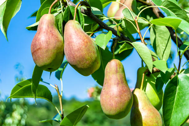 istock Photography on theme beautiful fruit branch pear tree 1423709739