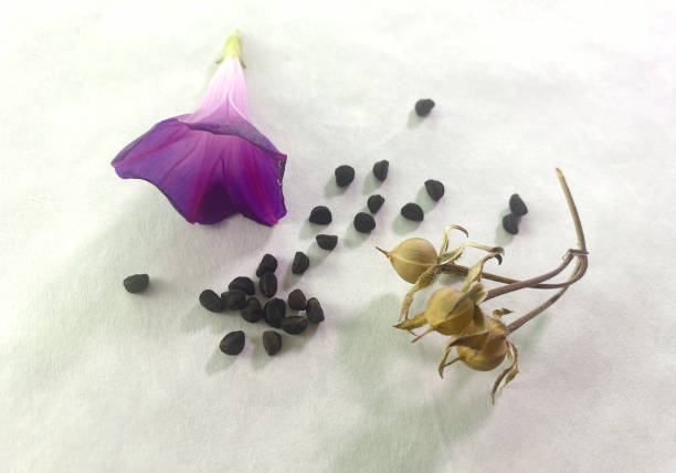Grandpa Ott Morning Glory Seeds Seeds from Grandpa Ott Ipomoea purpurea, purple morning glories. Loose seeds, small blossom, and dry seed pods. ipomoea purpurea stock pictures, royalty-free photos & images
