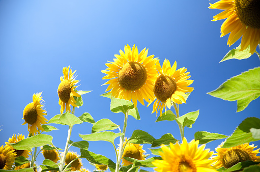 Sunflower Field in Sunny Summer Day