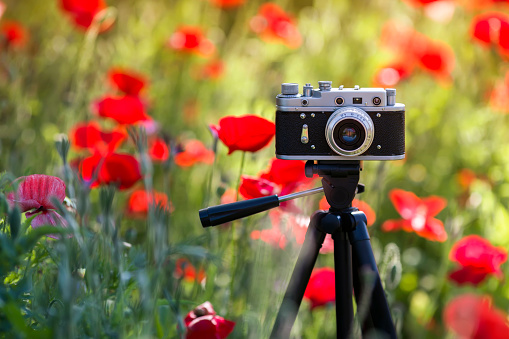 vintage camera on a tripod stands on a field among the scarlet flowers of poppies on a sunny summer day