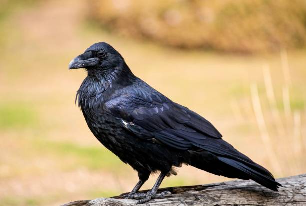 istock Yellowstone National Park Raven Perched in a Tree 1423715415