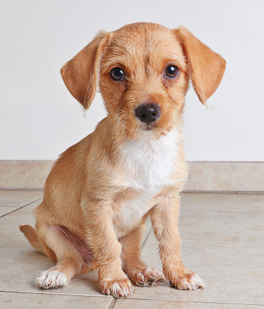Mixed breed puppy hoping to be adopted