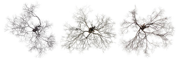istock Top view of the dead trees isolated on white background. 1423716224