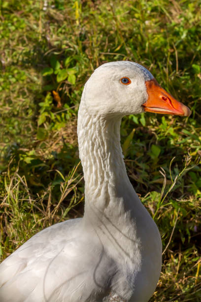 istock White goose with blue eyes, young beautiful female 1423718807