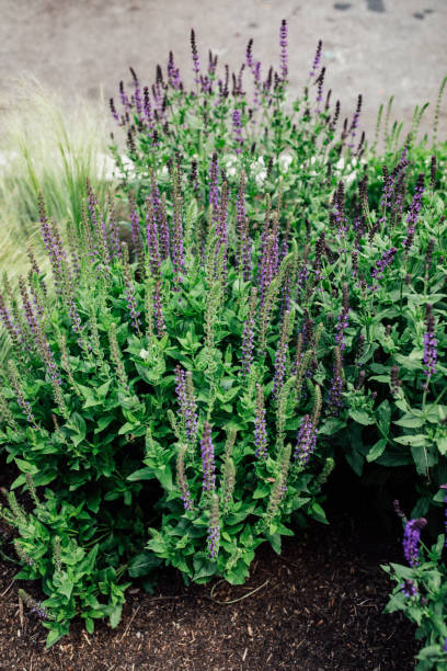 istock wild, woodland sage (Salvia sylvestris) 1423720452