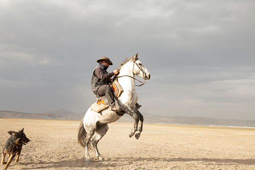 Cowboy on rearing horse, dogs and wild horses. Horses - Yilki Atlari live in Hurmetci Village, between Cappadocia and Kayseri, in Central Anatolian region of Turkey.