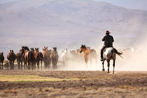 Cowboy is riding a horse. wild horse herd. Cowboy wranger bring in herd in early morning light.