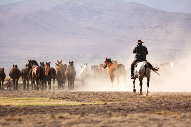 Cowboy is riding a horse. wild horse herd stock photo