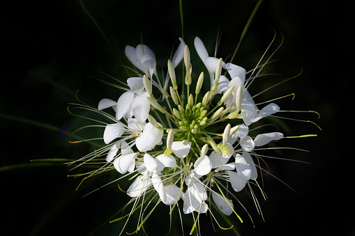 The blossom of a spider flower (Cleome spinosa) from above against a dark background