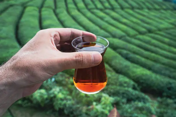 Photo of hand holding a traditional glass of Turkish black tea with rows of tea plantations on terraced hills in the background