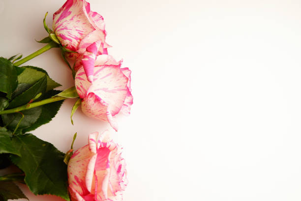 Bouquet of pink and white roses on a white background. Space copy. Place text.