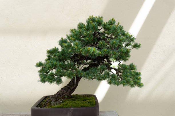 istock pinus parviflora bonsai 1423731397