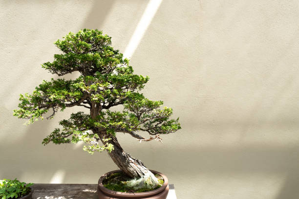 chamaecyparis obtusa bonsai Miniature tree of natural Chamaecyparis Obtusa Bonsai against a wall cryptomeria japonica stock pictures, royalty-free photos & images