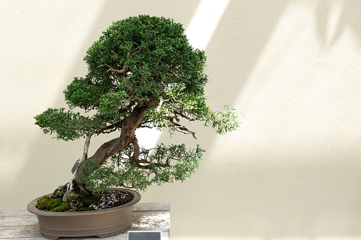 Miniature tree of natural Chinese Juniper Bonsai against a wall in Botanical Garden