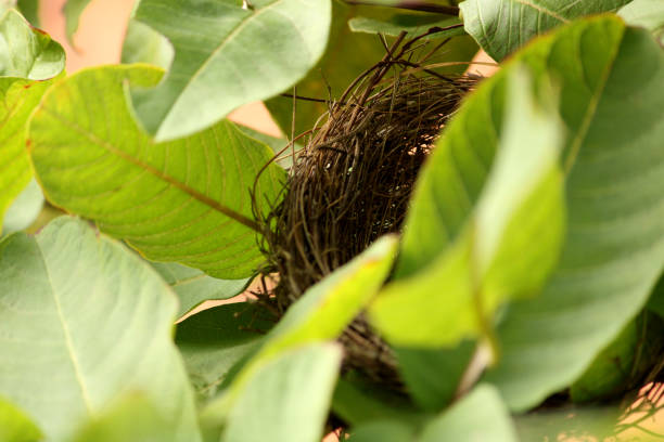 Robin Egg in Nest