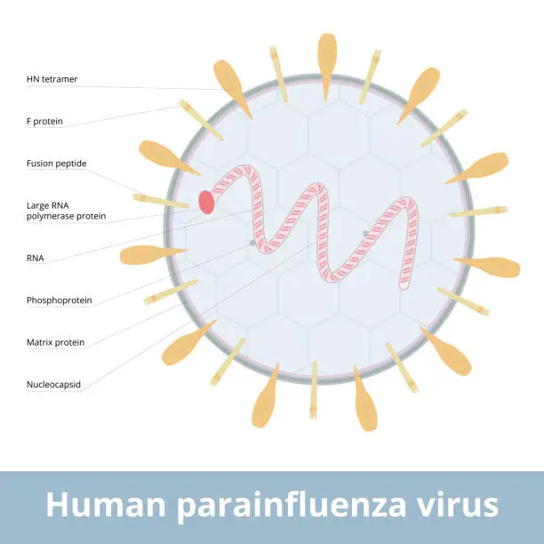 Vector illustration of Human parainfluenza virus