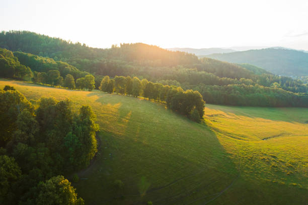 istock Bright sunset light breaks through treetops in highland 1423737899