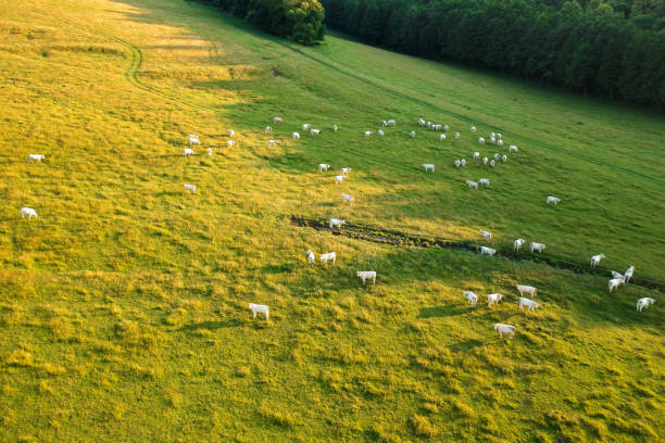 istock Hungry cattle grazes on grassland near green trees 1423738351