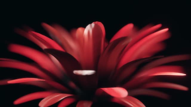 Abstract flower bloom