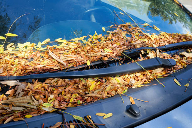 istock autumn leaves on a car windshield 1423739333