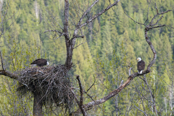 istock Two adult bald eagles in their nest, Canada 1423743144