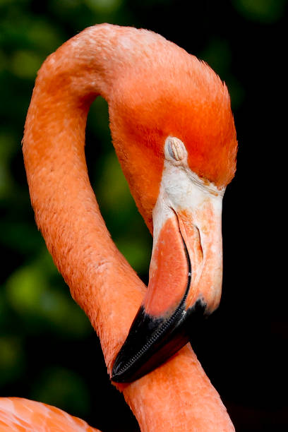 istock Pink Flamingo 1423746301