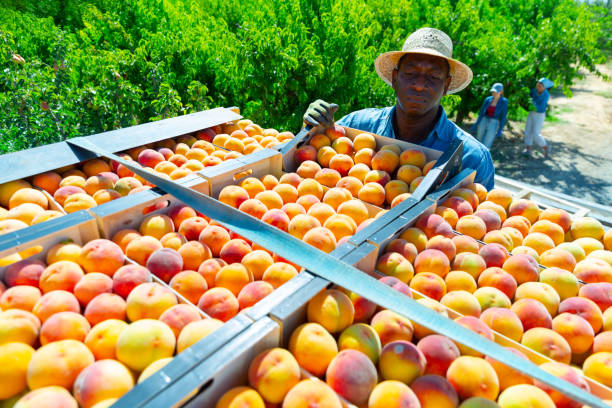 Loader puts crates of ripe peaches in  back of car