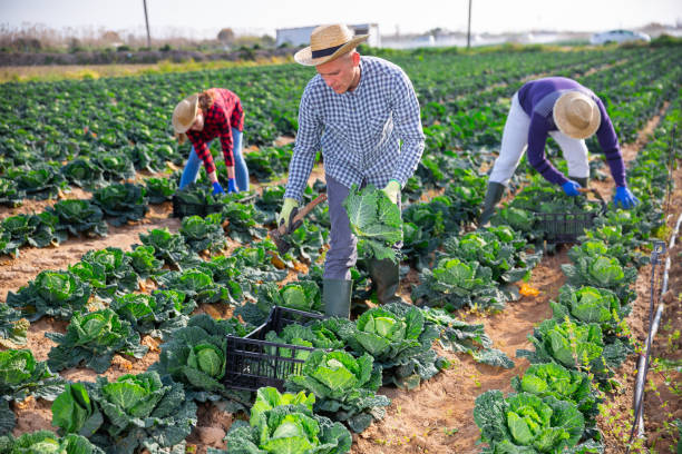 Farmer harvesing savoy cabbage on farm vegetable plantation stock photo