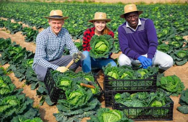 istock Farmers posing with harvest of cabbage 1423748980