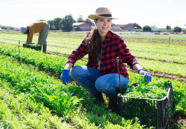 joven agricultora cosechando rúcula en el campo agrícola - farmer salad fotografías e imágenes de stock