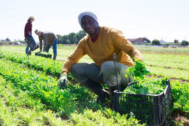 istock African man gardener harvesting fresh arugula 1423749110