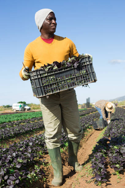 istock Farmer carrying box with picked red komatsuna 1423749111
