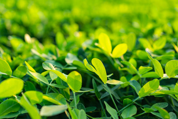 farm - photography cloud plantation plant photos et images de collection