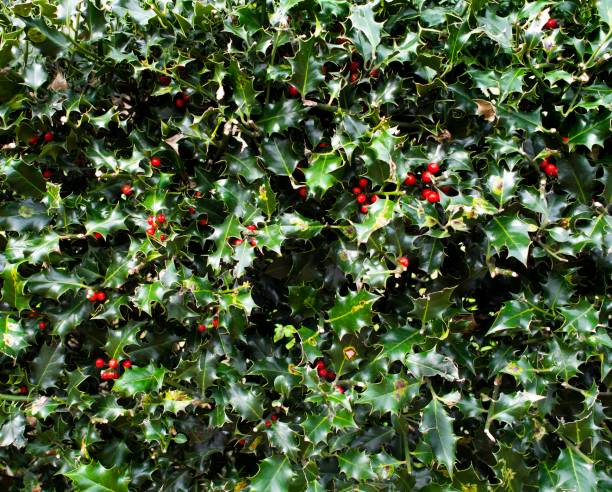 istock Holly berries and green leaves 1423750837