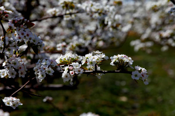 ナシの花 - apple tree branch ストックフォトと画像